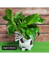 Molly Moo Designer's Choice Green Plant