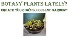 Succulent Garden Class 