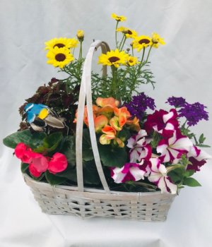 Garden Basket Planter Basket in Coleman, WI | COLEMAN FLORAL & GREENHOUSES Garden Basket Planter Basket in Coleman, WI | COLEMAN FLORAL & GREENHOUSES
