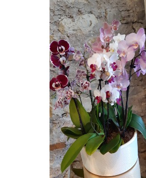 Mom's Garden Orchid Planter  Orchid Planter
