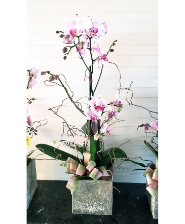 Mom's Large Orchid Garden in Stone Planter Orchid Size & Color May Vary