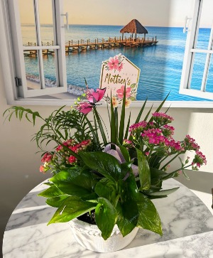 Mom’s Living Garden New Product - Limitted