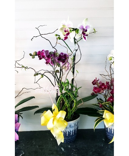 Mom's Orchid Garden in a Pot  Size & Colors May Vary