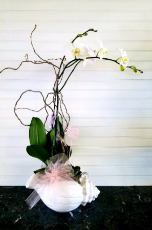 Mom's Orchid Garden in a Shell EXCLUSIVELY AT MOM & POPS in Ventura, CA | Mom And Pop Flower Shop