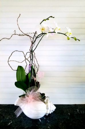 Mom's Orchid Garden in a Shell EXCLUSIVELY AT MOM & POPS