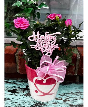 Moms Rose Bush  