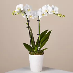 Mom's White Orchid Plant Dressed up with a Bow in Ventura, CA | Mom And Pop Flower Shop