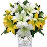 Mom's Yellow & White Lily Exclusively at Mom & Pops