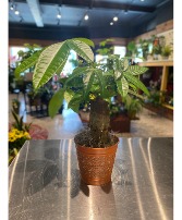 Money Bonsai Tree -Stump Style Non Toxic Plant