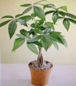Money Tree plant
