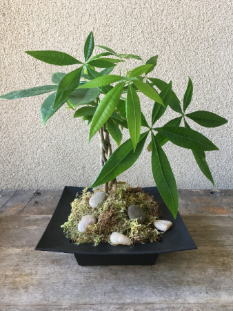 Money Tree