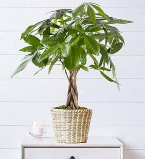 Money Tree in Sunrise, FL | FLORIST24HRS.COM Money Tree in Sunrise, FL | FLORIST24HRS.COM