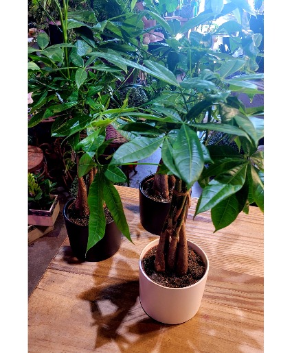 Money Tree  