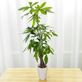 Money Tree 