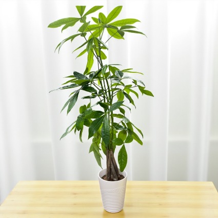 Money Tree
