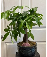 Money Tree Ceramic Plant