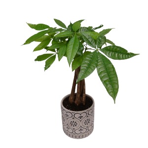 Money Tree Chic Plant