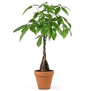 Money Tree ** Call for Availability ** Container may vary