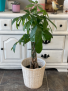 Money Tree Floor Plant 