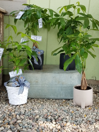 Money Tree Green Plant