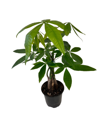 Money Tree House Plant in Newmarket, ON | FLOWERS 'N THINGS FLOWER & GIFT SHOP