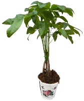 Money Tree in Floral Motif Pot  