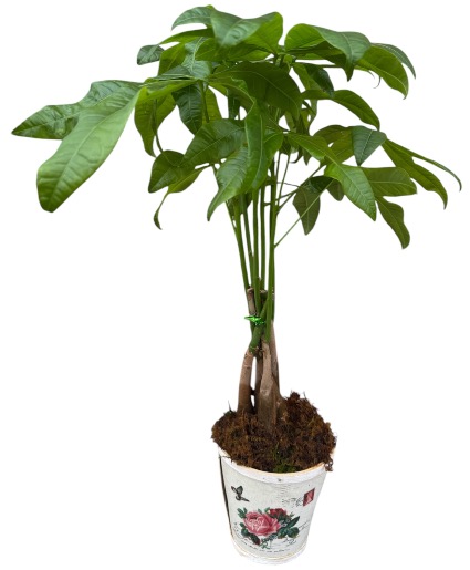 Money Tree in Floral Motif Pot