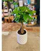 Money Tree In White Deco Pot 