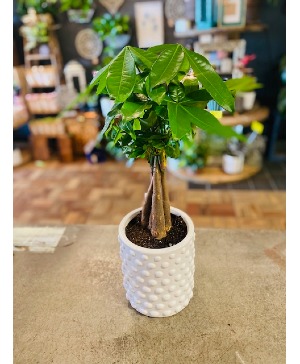 Money Tree In White Deco Pot 
