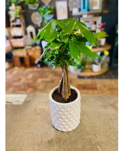 Money Tree In White Deco Pot 