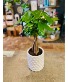 Money Tree In White Deco Pot 