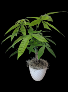 Money Tree In White Pot 