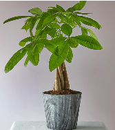 Money Tree (New Years Plant ) 
