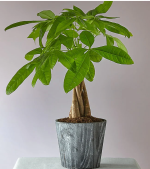 Money Tree (New Years Plant ) 