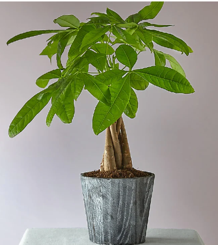 Money Tree (New Years Plant ) 