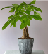 Money Tree (New Years Plant ) 