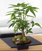 Money Tree Pachira Braid House Plant