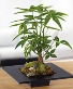 Money Tree Pachira Braid House Plant