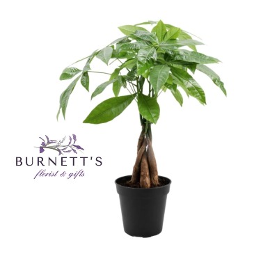 Money Tree Plant in Kelowna, BC | Burnett's Florist