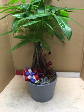 money tree plant gift
