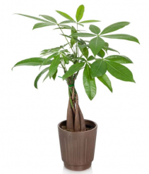 Money Tree Plant 