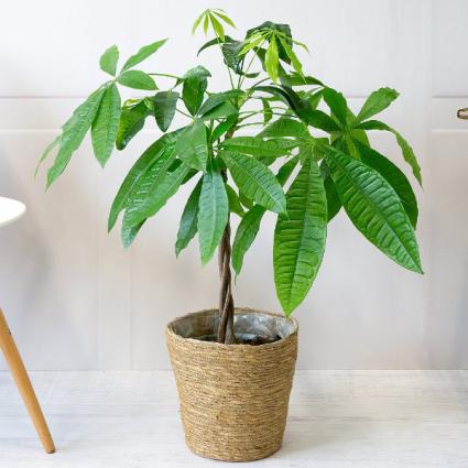 Money Tree  Plant