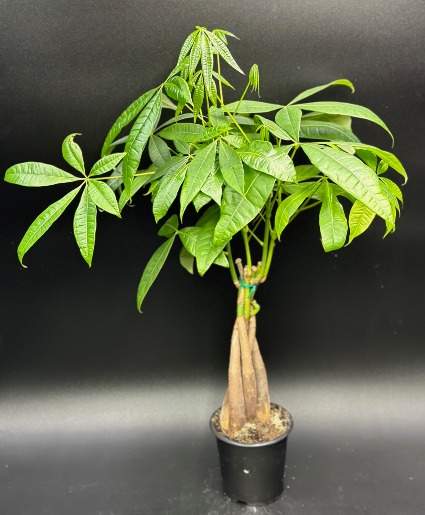 Money Tree Plant