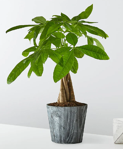 Money Tree Plant