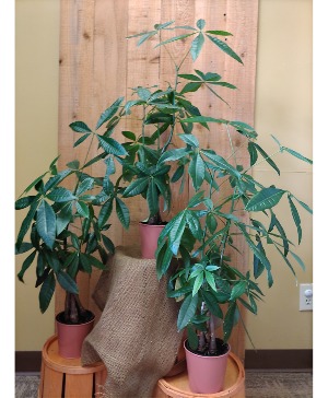 Money Tree Plant 