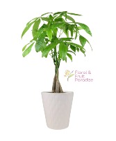Money Tree House Plant