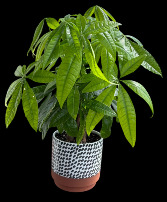 Money Tree Plant 