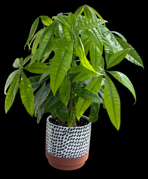 Money Tree Plant 