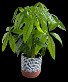 Money Tree Plant 