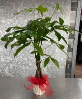 Money Tree  Plant 